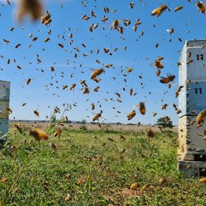 australian beekeepers