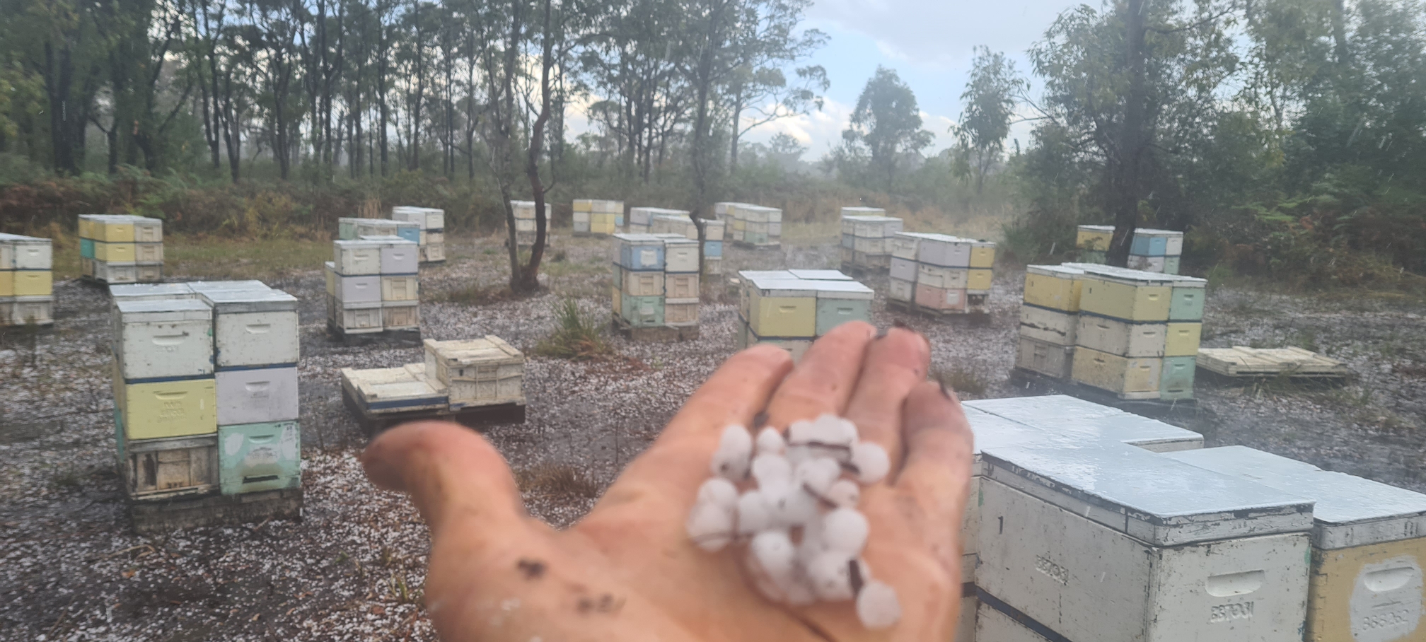 Australian beekeeper Daryl Brenton holds hail in front of beehives